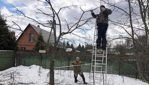 Как вылечить фузариоз на ели