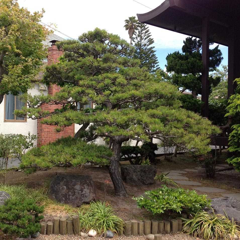 Использование сосны в ландшафтном дизайне