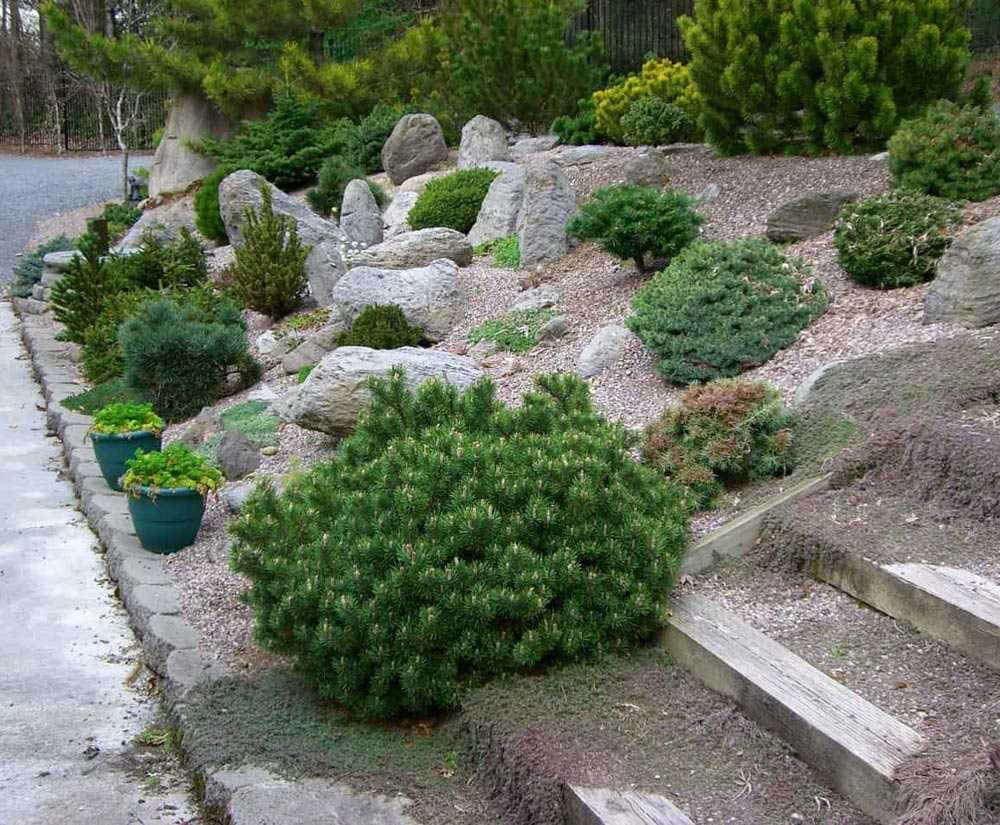 Использование сосны в ландшафтном дизайне