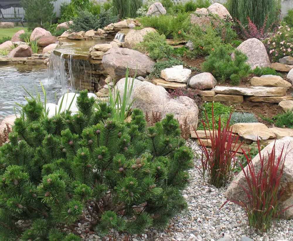 Использование сосны в ландшафтном дизайне