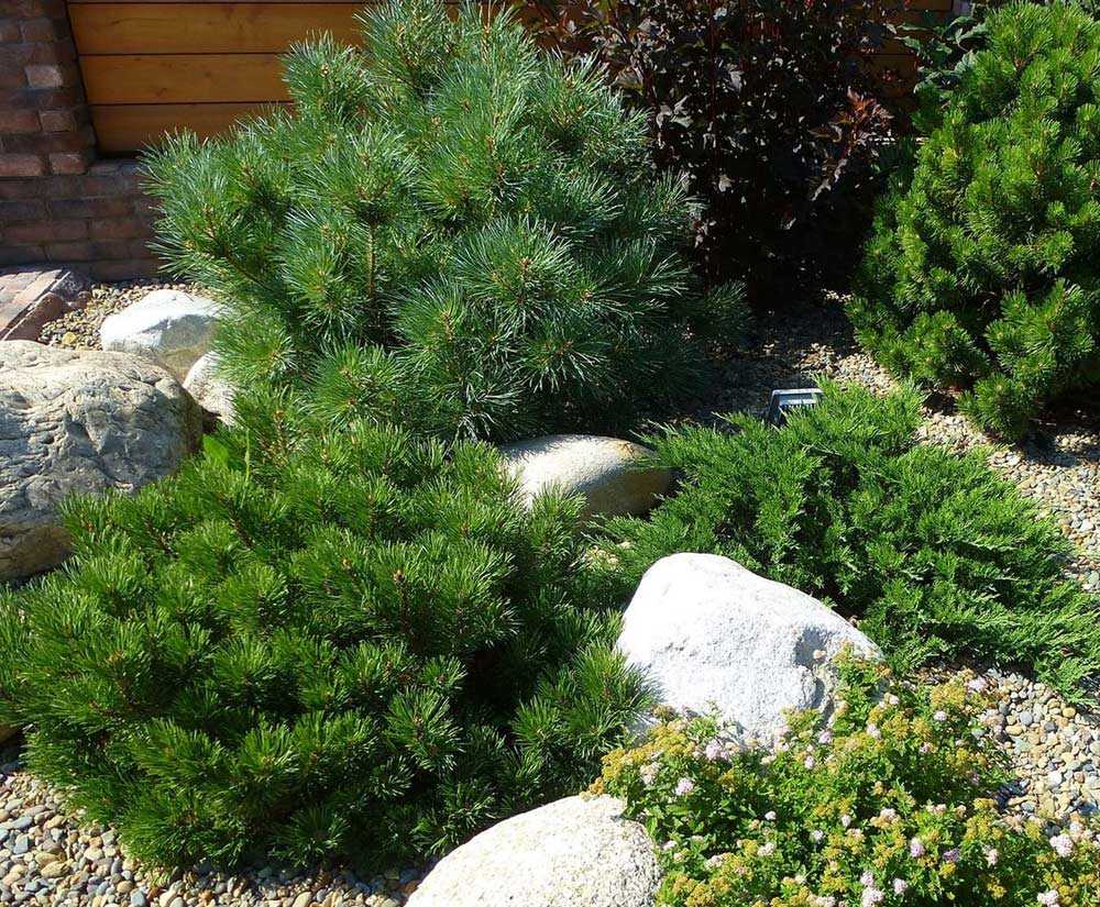 Использование сосны в ландшафтном дизайне