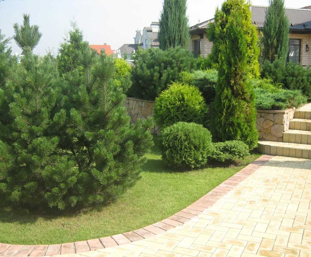 Использование сосны в ландшафтном дизайне