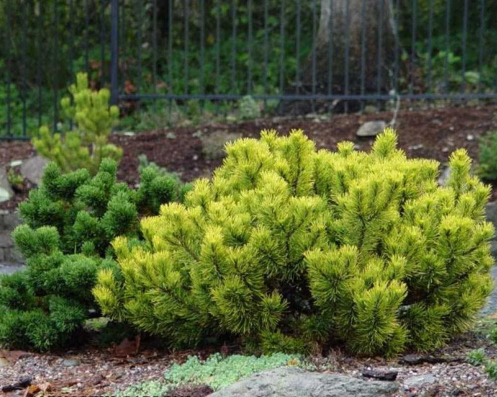 Использование сосны в ландшафтном дизайне