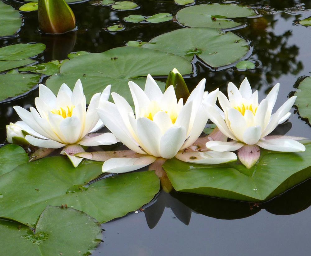 Водяные лилии
