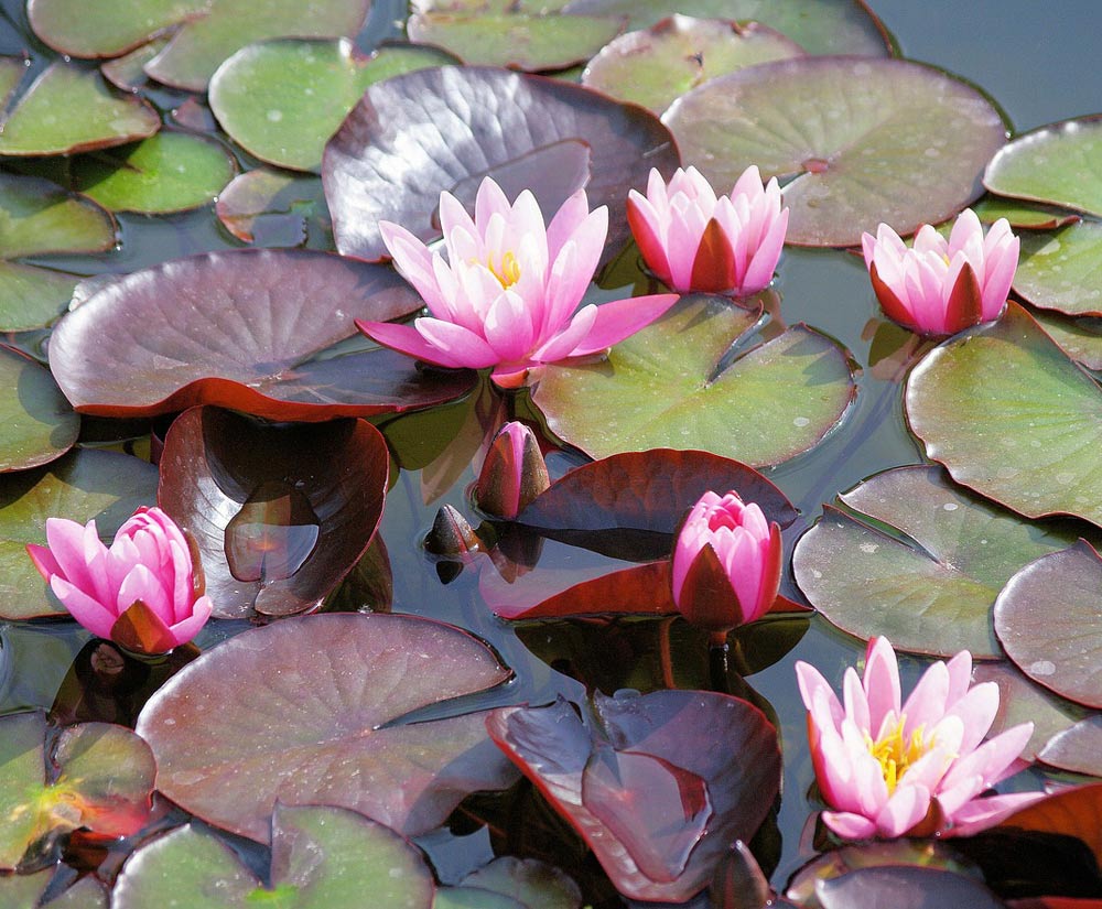 Водяные лилии