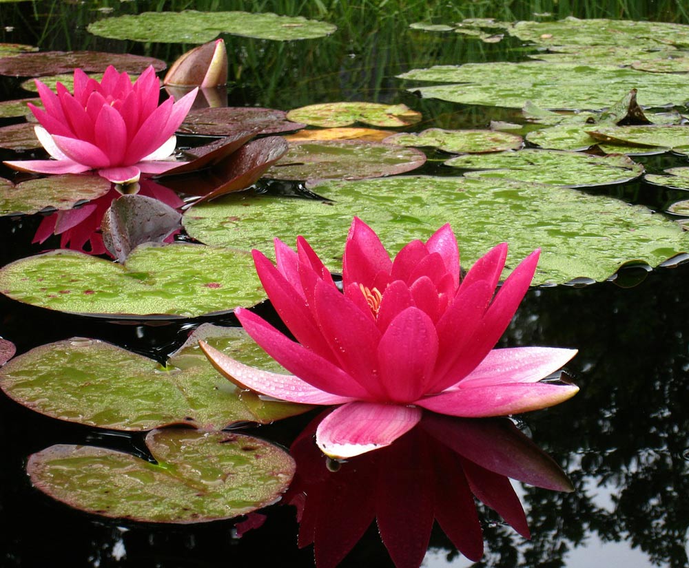 Водяные лилии