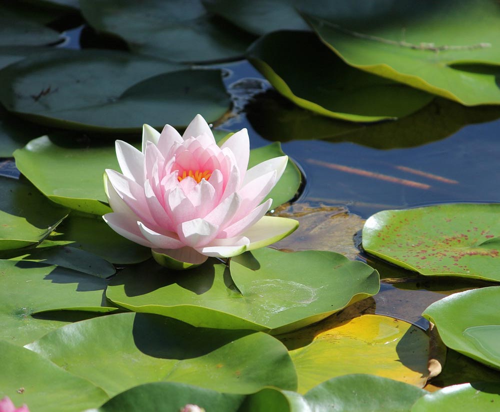 Водяные лилии