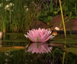 Водяные лилии