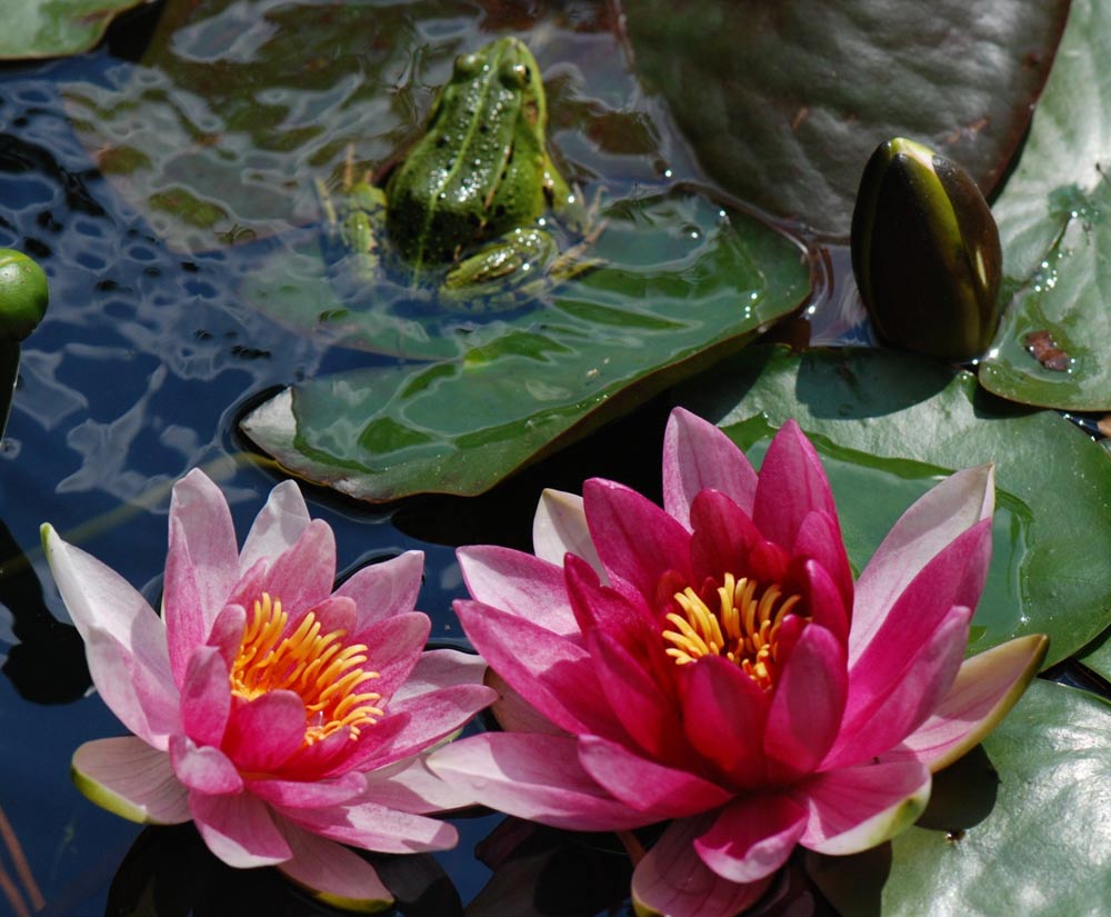 Водяные лилии