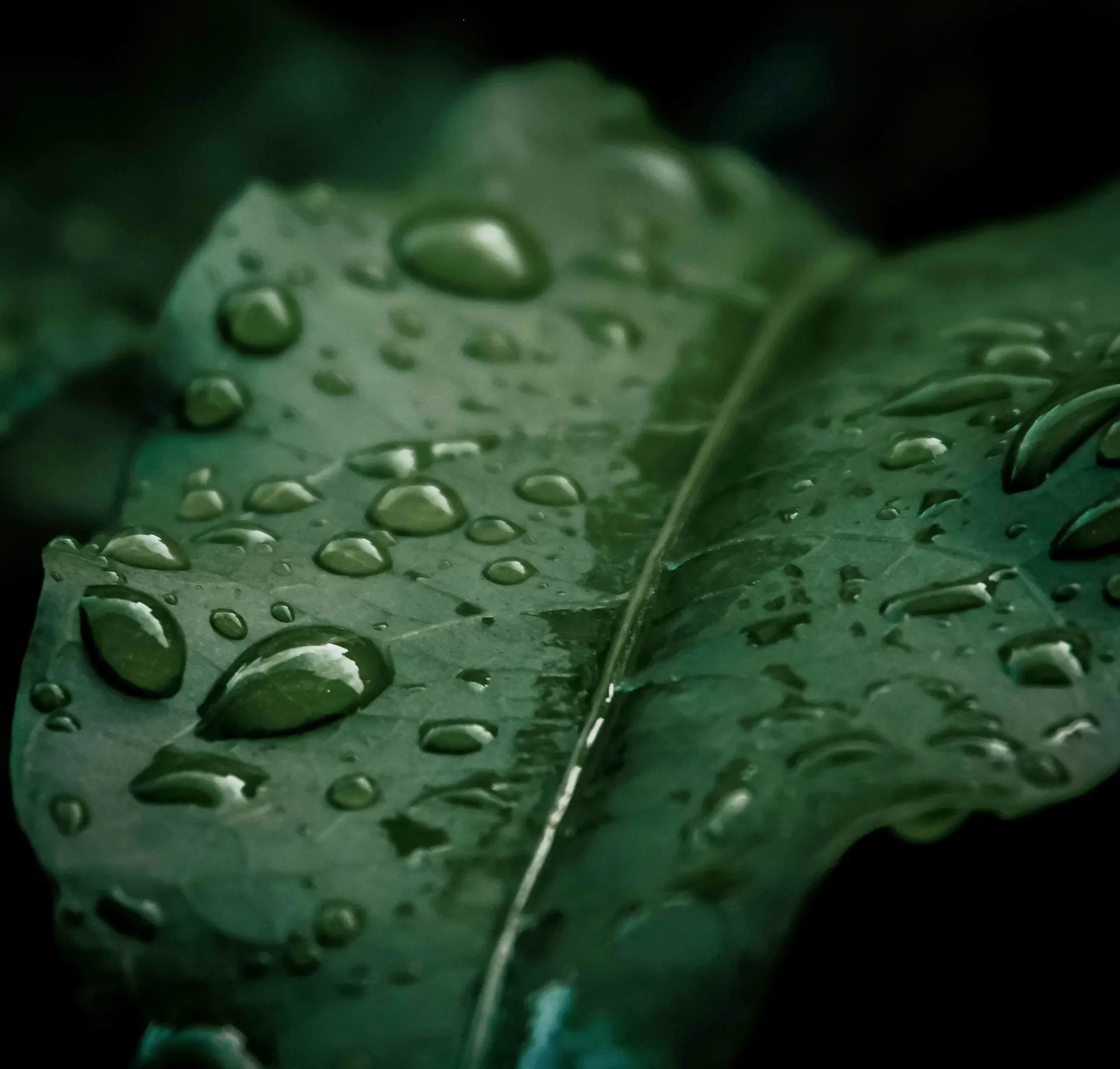 Что вы получаете заказывая ландшафтное проектирование