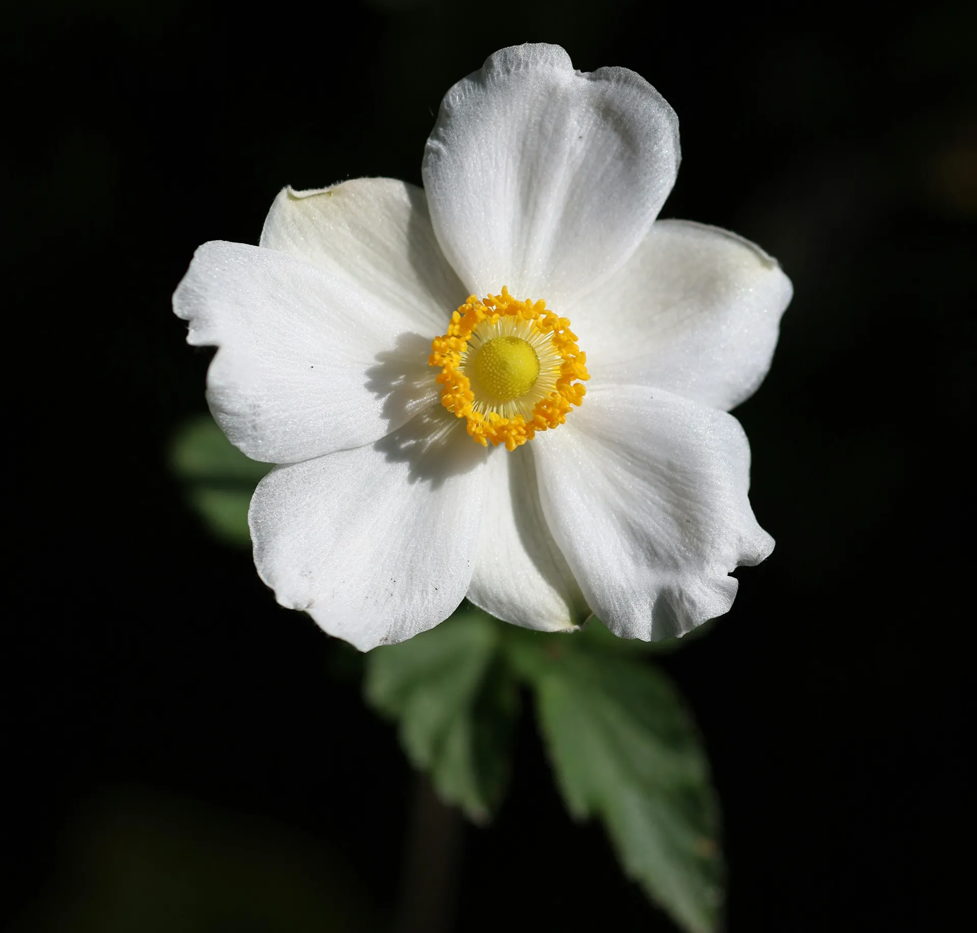 Что вы получаете заказывая ландшафтное проектирование