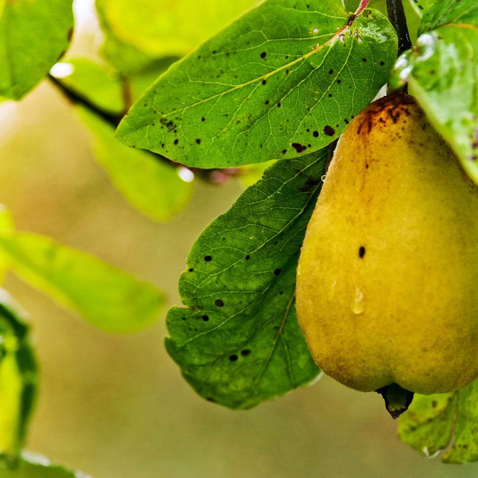 Благоустройство участка