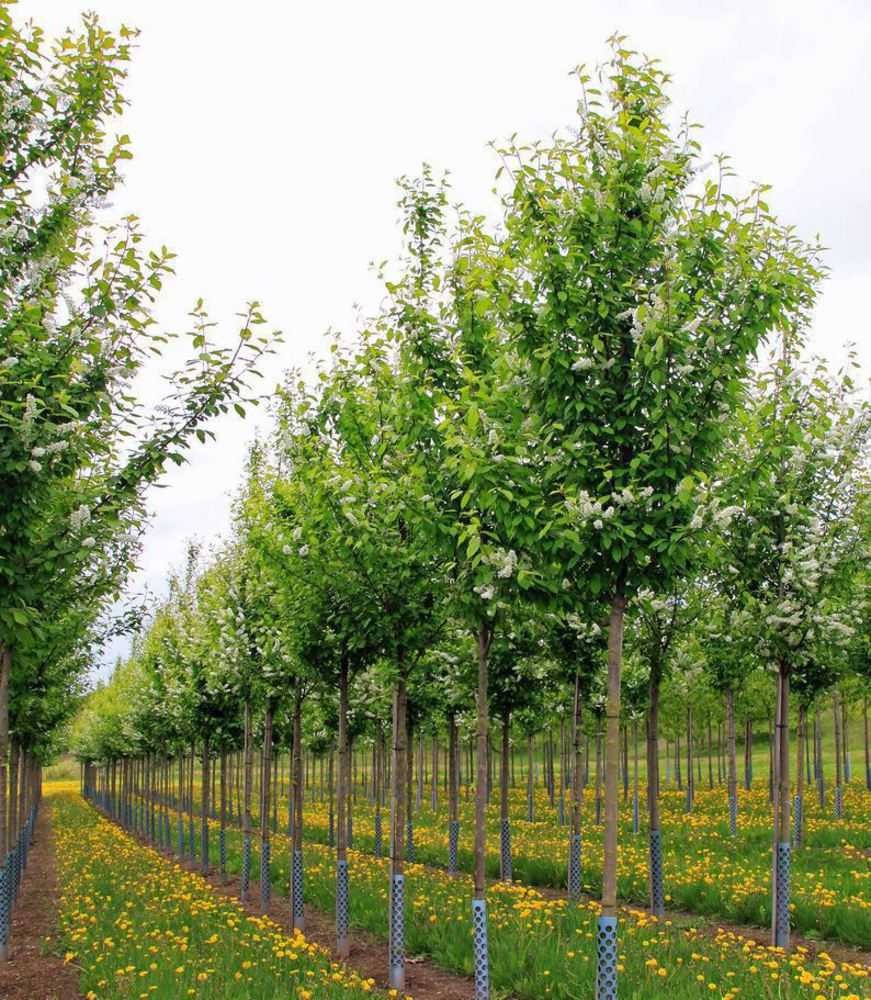 Благоустройство участка