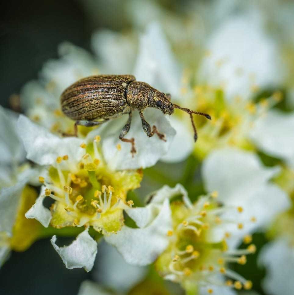 Благоустройство участка