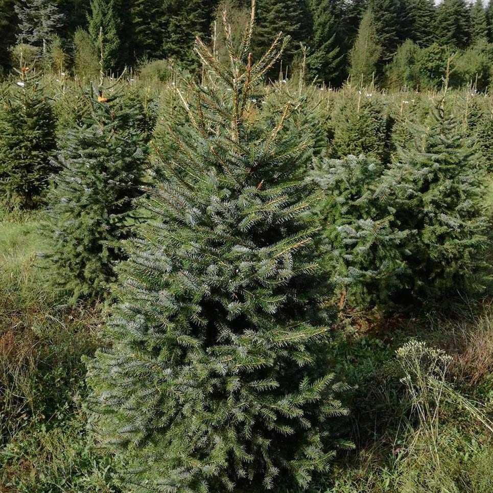 Благоустройство участка