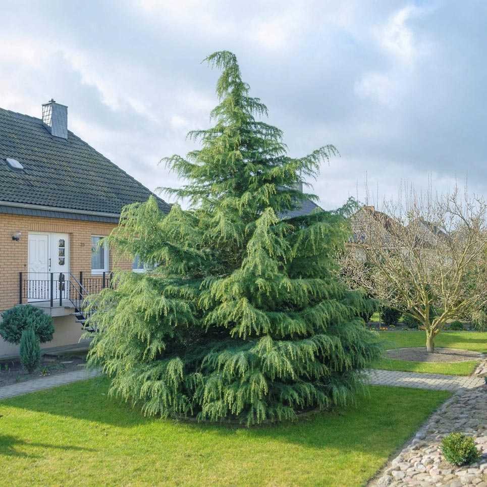 Благоустройство участка