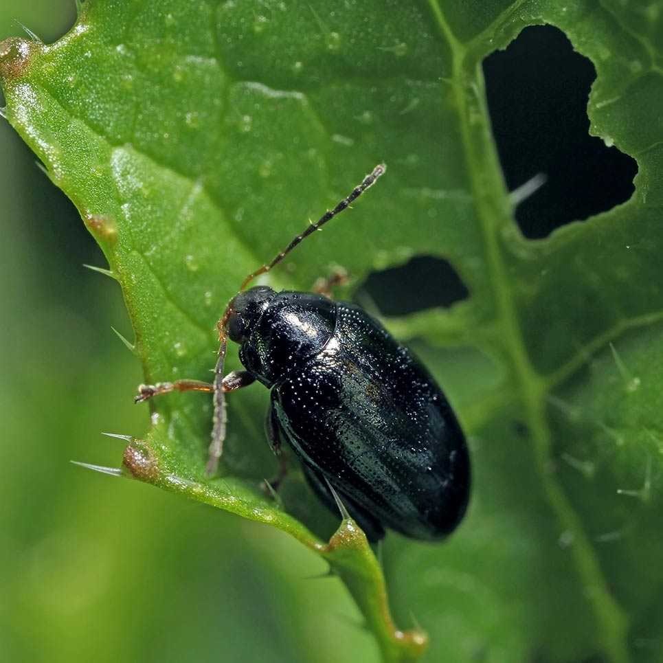 Благоустройство участка