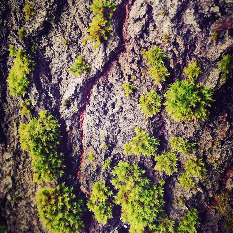 Благоустройство участка