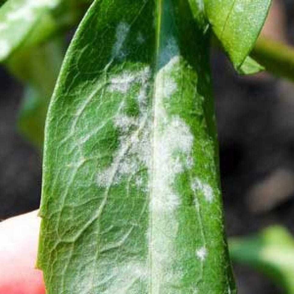 Благоустройство участка