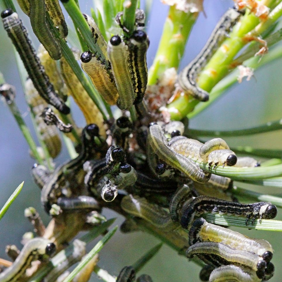 Благоустройство участка