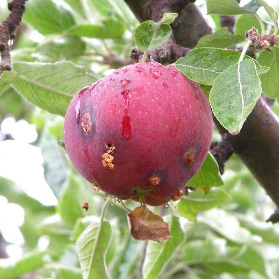 Благоустройство участка