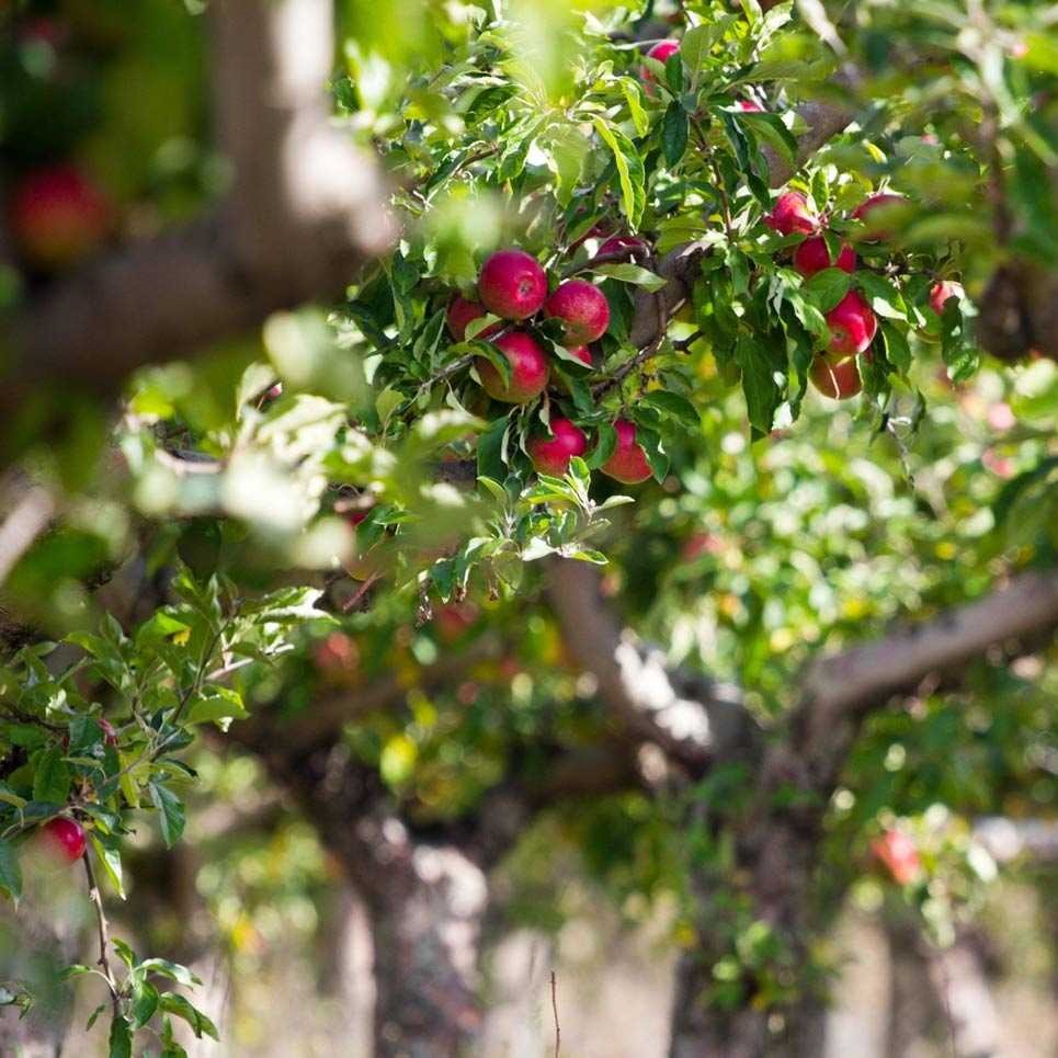 Благоустройство участка