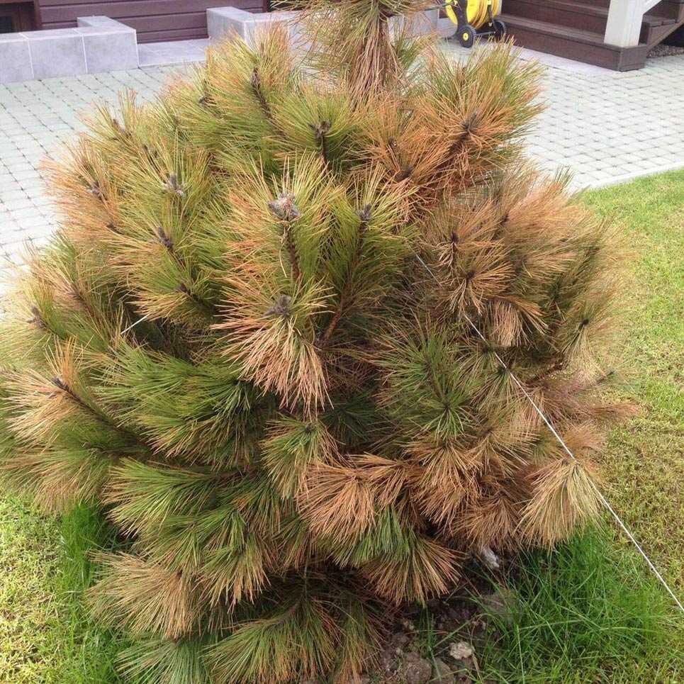 Благоустройство участка