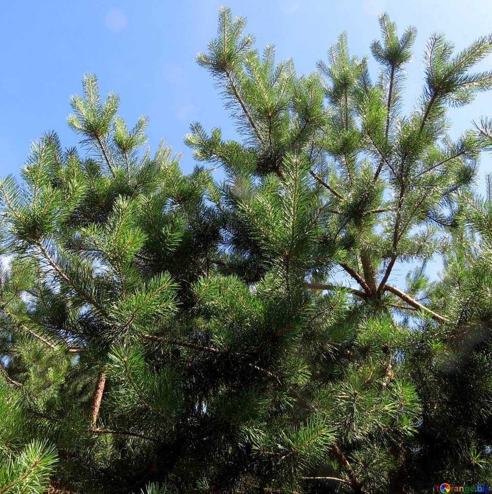 Благоустройство участка