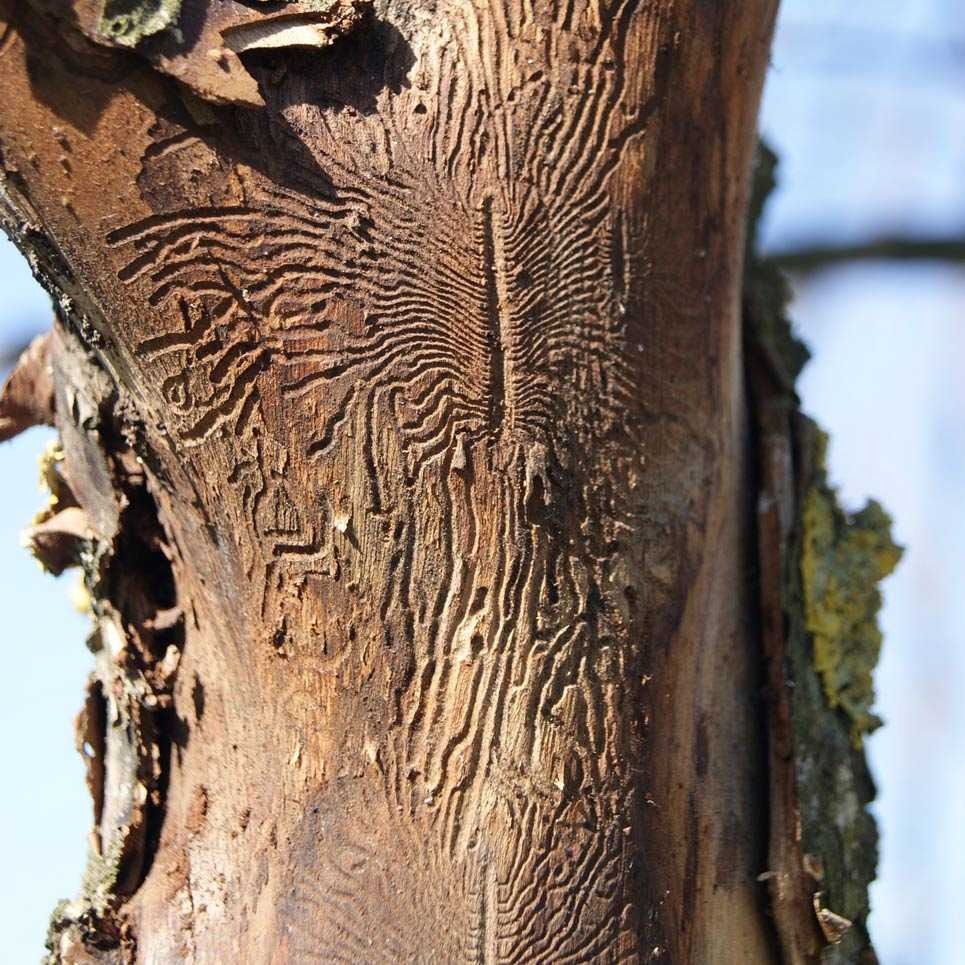 Благоустройство участка