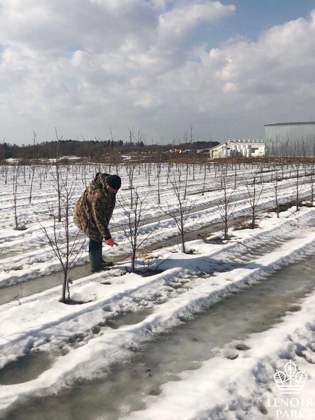 Благоустройство участка